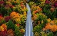дорога, деревья, лес, осень, вермонт, smugglers notch