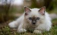 трава, мордочка, взгляд, котенок, голубые глаза, боке, бирманская кошка