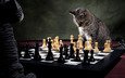 кот, шахматы, доска, игрушка, фигуры, игра, шахматная доска, шахматная партия, шахматист