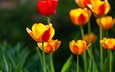 цветы, природа, весна, тюльпаны, желто-красные
