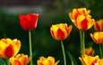 цветы, весна, тюльпаны, желто-красные
