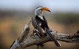 национальный парк крюгера, southern yellow-billed hornbill, wild south africa