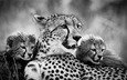 мама, гепарды, детеныши, чёрно - белое фото