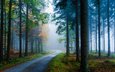 дорога, деревья, лес, туман, сосны