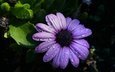 цветок, лепестки, черный фон, фиолетовые, капли воды, остеоспермум