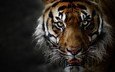тигр, животные, большая кошка, оскал