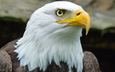 орел, клюв, дикая природа, белоголовый орлан, крупным планом, хищная птица