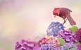 цветы, птица, кардинал, гортензия