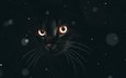 глаза, кот, мордочка, кошка, взгляд, черный фон