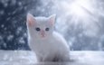 глаза, снег, зима, кот, мордочка, кошка, взгляд, котенок, белый
