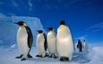 снег, лёд, пингвины, императорский пингвин