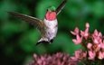 птица, клюв, колибри, широкохвостный колибри, широкохвостый колибри