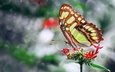 фото, цветок, бабочка, крылья, красивая, ozturk mustafa