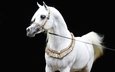 лошадь, черный фон, конь, белая, сбруя, арабская лошадь, чистокровная