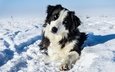 снег, зима, мордочка, взгляд, собака, пес, бордер-колли