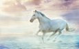небо, лошадь, облака, туман, обработка, белый, дымка, конь, грива, скачет, копыта