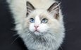 кот, усы, шерсть, кошка, голубые глаза, лаза