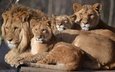 семья, лев, львица, зоопарк, детеныши, большой кот, сафари