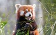 листья, мордочка, ветки, взгляд, панда, бамбук, животное, красная панда, малая панда