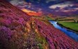 цветы, трава, облака, деревья, вода, река, холмы, природа, закат, пейзаж, великобритания, шотландия, вереск, pentland hills