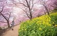 цветы, цветение, девушка, пейзаж, парк, япония, весна, сакура
