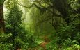 деревья, природа, лес, пейзаж, туман, тропинка, заросли