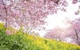 цветы, цветение, парк, весна, сакура