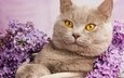 портрет, кот, кошка, сирень, британская короткошерстная, british cat in flowers