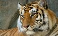 тигр, морда, взгляд, хищник, бенгальский тигр