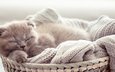кот, котенок, спит, малыш, корзинка, шотландская вислоухая кошка