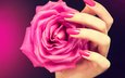 рука, цветок, роза, лепестки, пальцы, маникюр