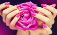 цветок, роза, лепестки, руки, пальцы, маникюр