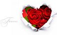 цветок, роза, сердце, романтика, подарок