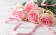 цветы, бутоны, розы, лепестки, розовые, лента