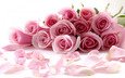 цветы, бутоны, розы, лепестки, букет, розовые