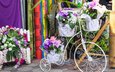цветы, букет, велосипед,  цветы, флористика