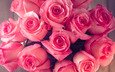 цветы, бутоны, розы, лепестки, букет, розовые