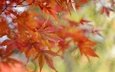природа, листья, осень, размытость, клен, кленовый лист, осенние листья