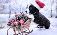 новый год, собака, щенок, малыш, рождество, санки, год, колпак, вельш-корги, корги, колпак санты