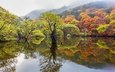 деревья, озеро, лес, отражение, осень