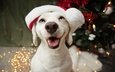новый год, елка, собака, щенок, мордашка, голубые глаза, праздник, рождество, нос, лабрадор-ретривер