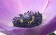 цветок, лепестки, фиолетовый, крупным планом, ветреница, анемон