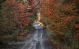 дорога, деревья, природа, лес, осень