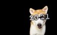 морда, новый год, портрет, взгляд, очки, собака, рыжая, цифры, черный фон, язык, рождество, дата, сиба-ину