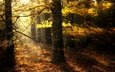 деревья, природа, лес, листва, осень, солнечный свет