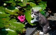 листья, цветок, кошка, сад, водяная лилия, котейка