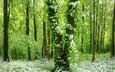 лес, зелёный, красивый, покрыт, ранним, снегом