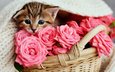 цветы, кот, розы, кошка, котенок, розовые, малыш, корзинка