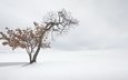 снег, природа, дерево, зима, туман