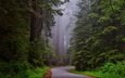 дорога, лес, пейзаж, туман, калифорния, национальный парк